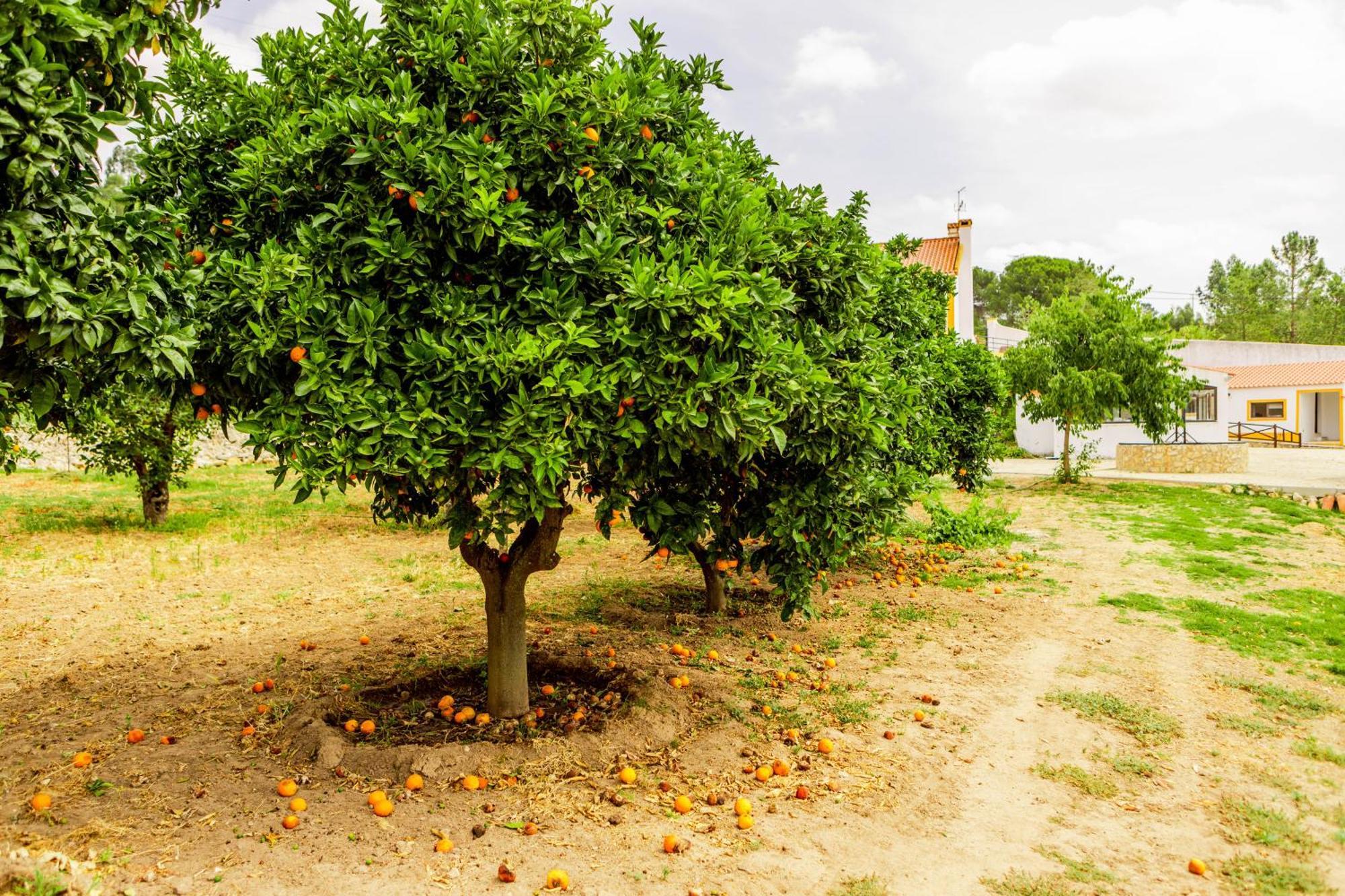 Quinta O Refugio Villa Azambuja Bagian luar foto