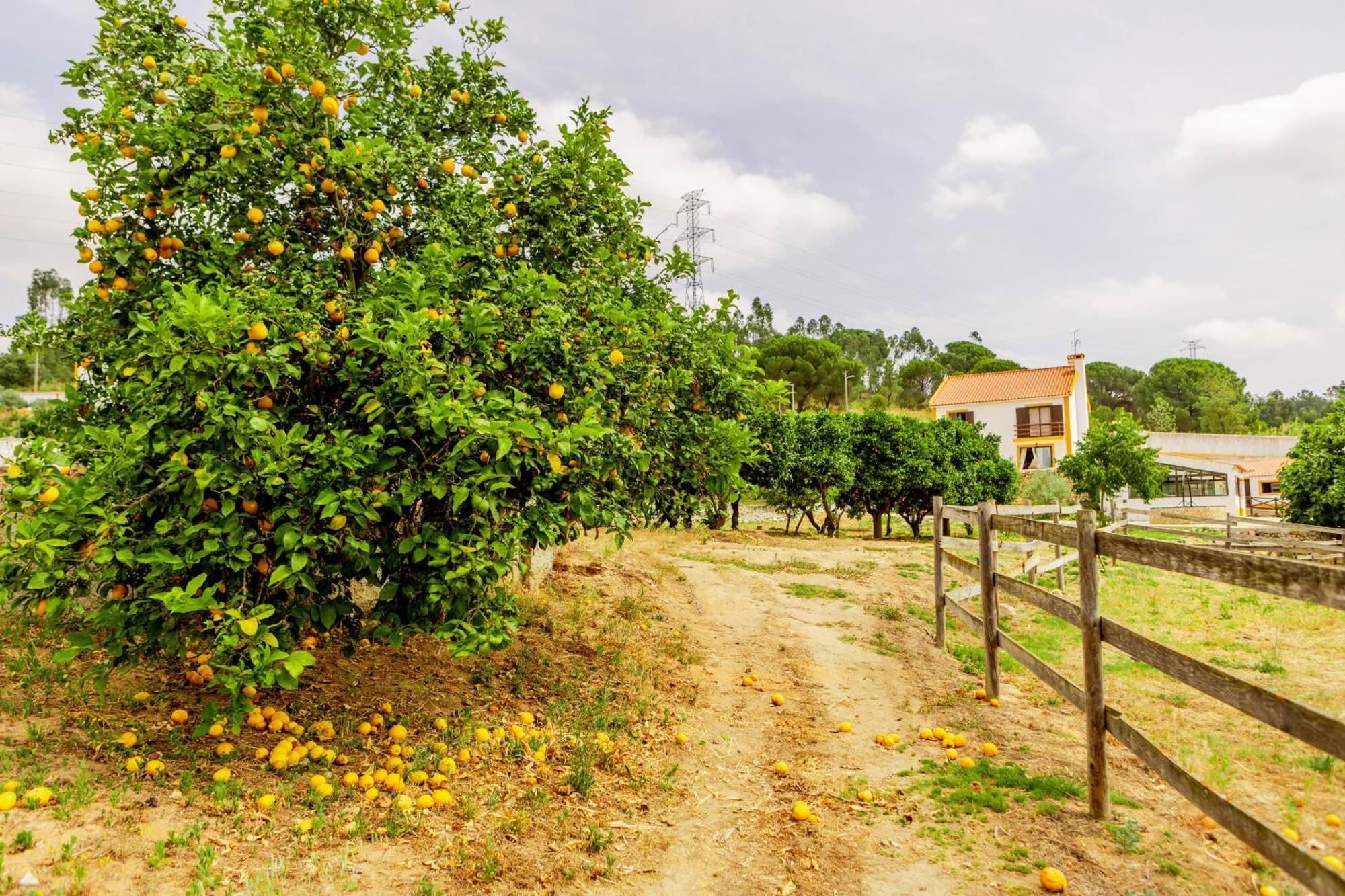 Quinta O Refugio Villa Azambuja Bagian luar foto